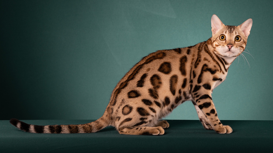 Black Brown Spotted Tabby Bengal Cat