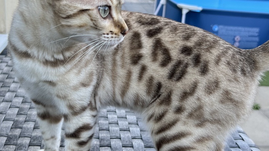 Seal Mink Bengal Cat