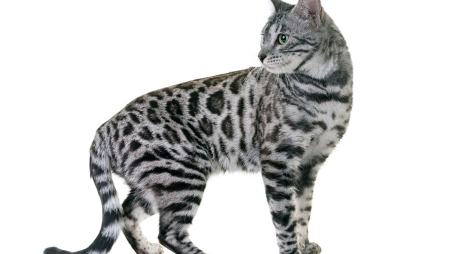 Silver Bengal Cat