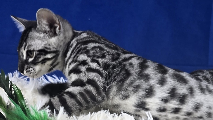 Silver Bengal Cat