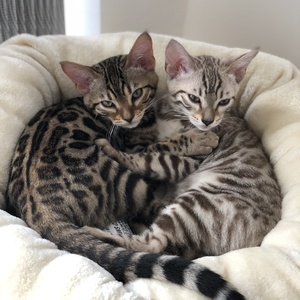 Two Bengal Kittens Polly & Ada