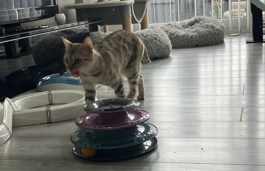 Managing a Bengal cats energy levels and stimulation